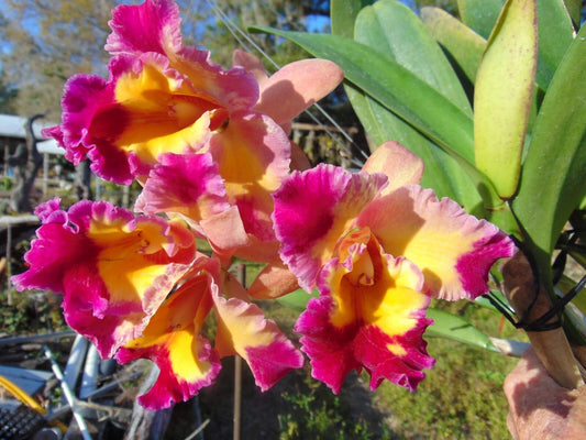 Blc. Dick Smith 'Paradise' Bloom Size Bare Root Orchid - Beautiful Tropical Plant for Collectors and Enthusiasts