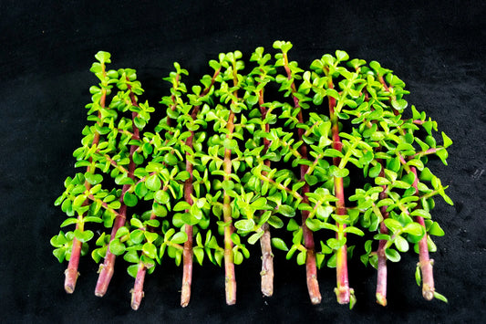 15 Healthy Portulacaria Afra Cuttings - Elephant Bush Succulent - Perfect for Planting - Succulent Cuttings for DIY Gardening