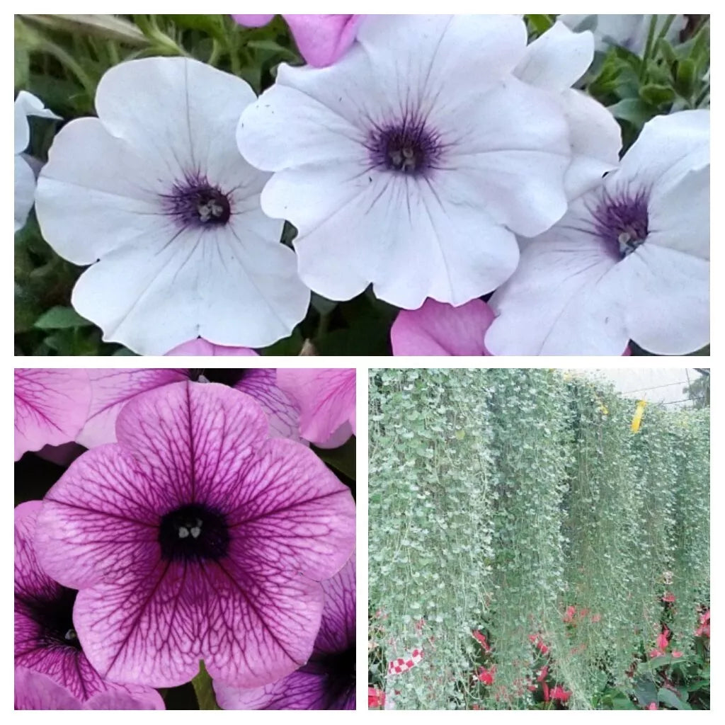 9 "baby" Plants 'Hi Ho Silver' Petunia/Dichondra Combo Live Annual Plants/Plugs