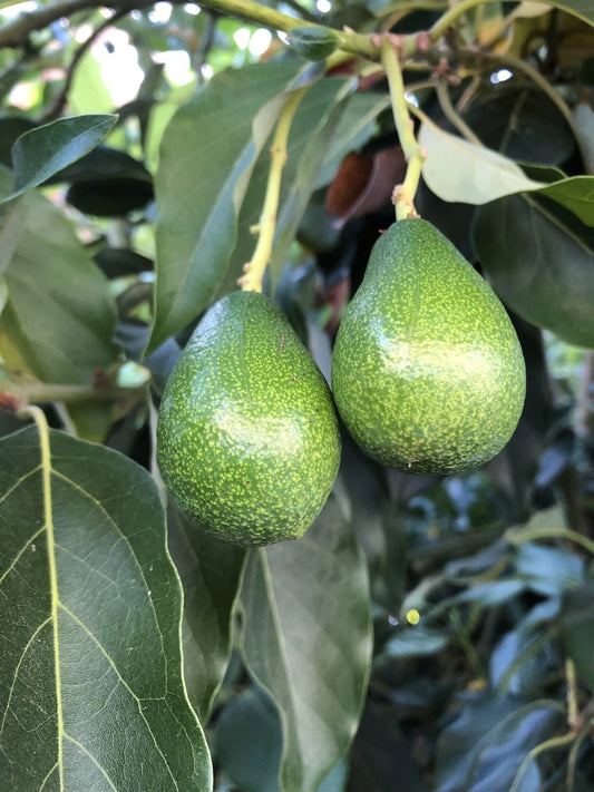 Avocado Tree Cuttings - 3 "Zutano" Avocado Cuttings for Grafting - Persea americana
