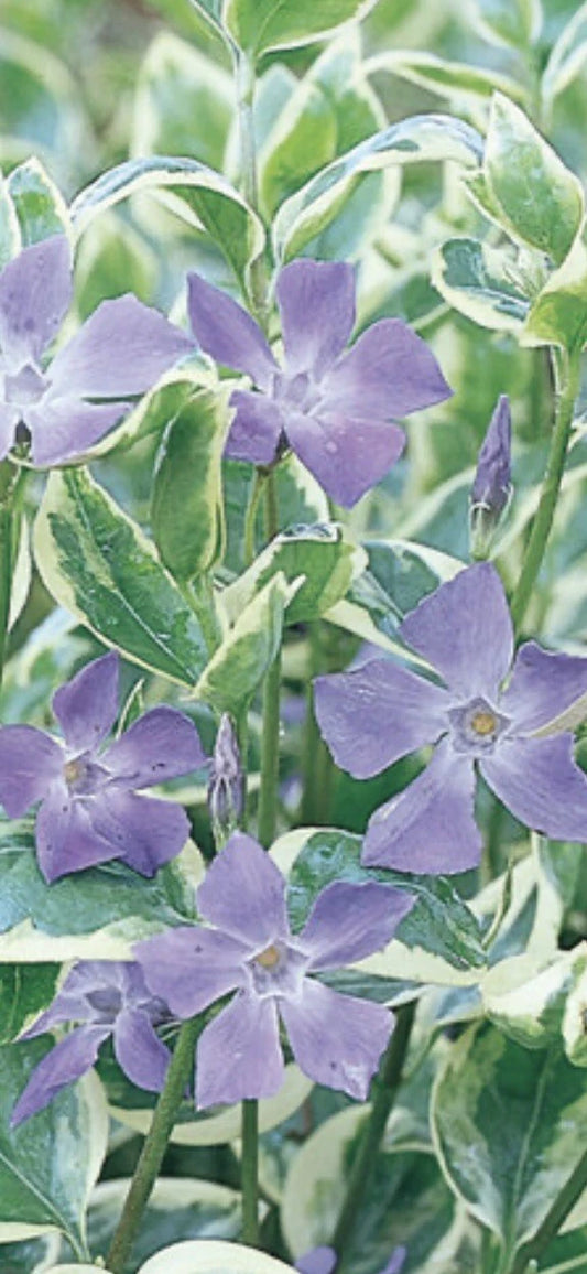 Variegated Vinca Periwinkle Groundcover Starter Vines - 25 Rooted Plants - Perfect for Gardens (Vinca minor)