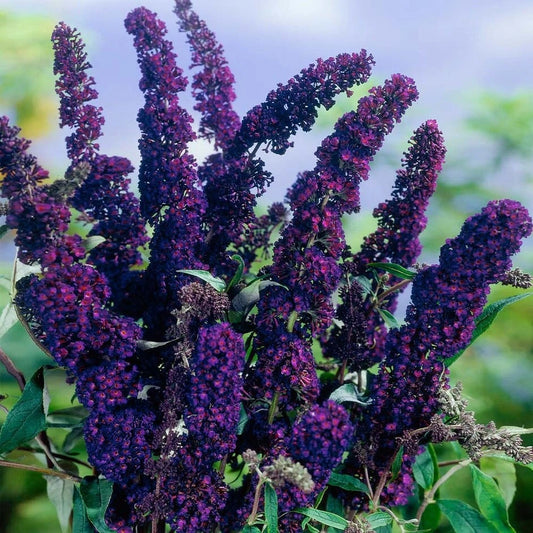 Butterfly Bush Live Starter Plant - Black Knight - Buddleia davidii - Fragrant Dark Purple Blooms, Attracts Butterflies
