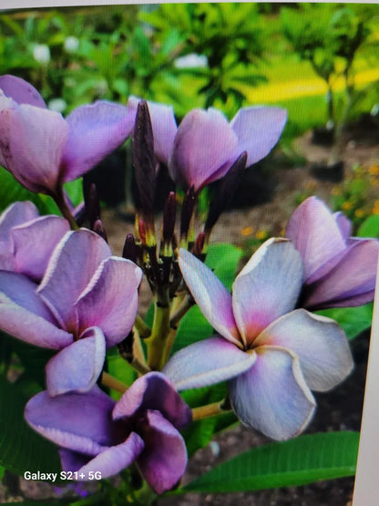 1 Purple ROOT live PLUMERIA PLANT rooted From Seeds in 3 inches pot