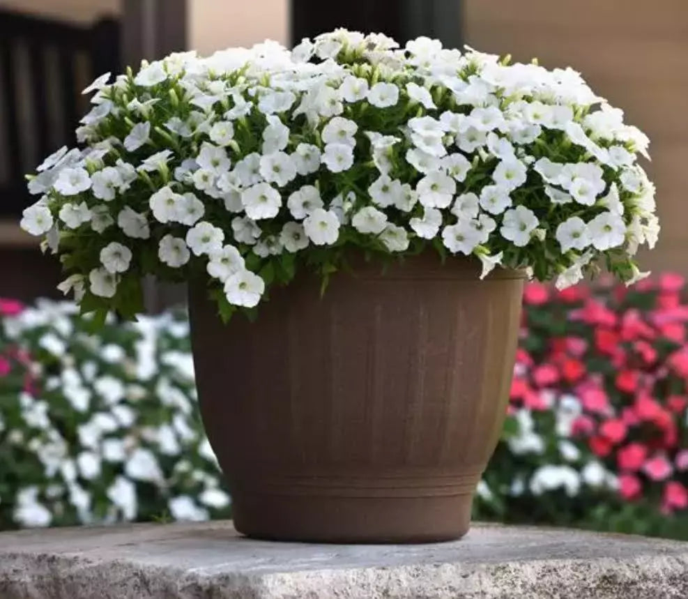 10 "baby" Plants Petunia Shock Wave White Live Annual Plants/Plugs