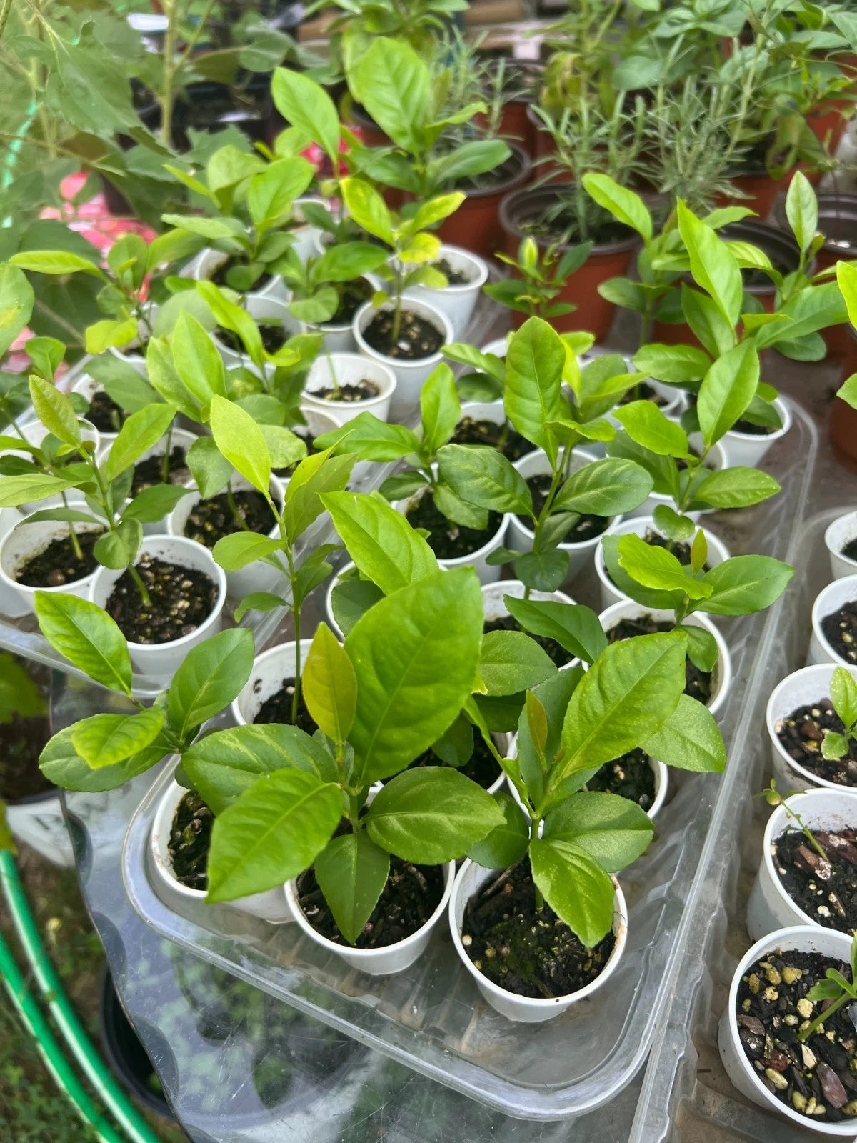 Lemon Tree Seedling, Small Live Plant, Fully Rooted, Grown from Seed, Citrus limon