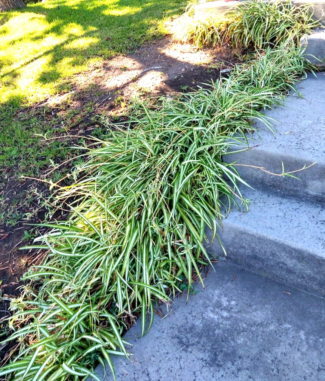 Lot of 15 Spider Plant Cuttings with Young Roots - Chlorophytum Comosum, Easy to Grow, Great for Borders and Hanging Plants