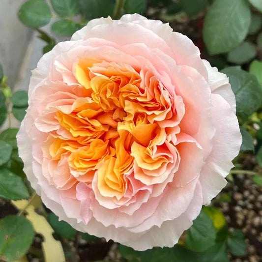 4 Cuttings of Impressionist Climbing Rose - Everblooming Huge Blooms - Rosa 'Impressionist'