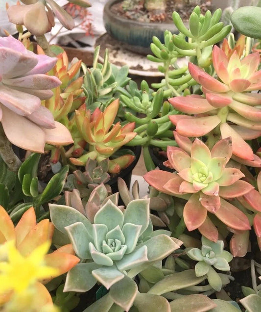 Assorted Succulent Cuttings (50) 3"-5" Colorful Variety - Unrooted Succulent Clippings, Perfect for Indoor/Outdoor Growing