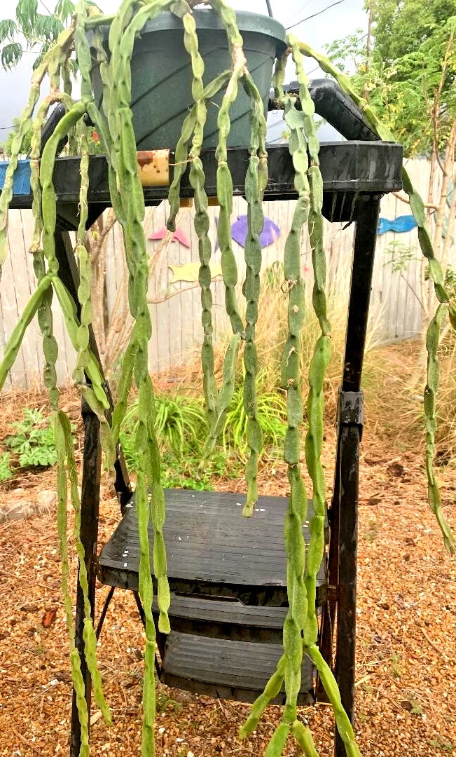 Fresh Cuttings 5-Pack Rhipsalis Paradoxa Chain Cactus Unrooted 5-6" Long Fast Growing Plant