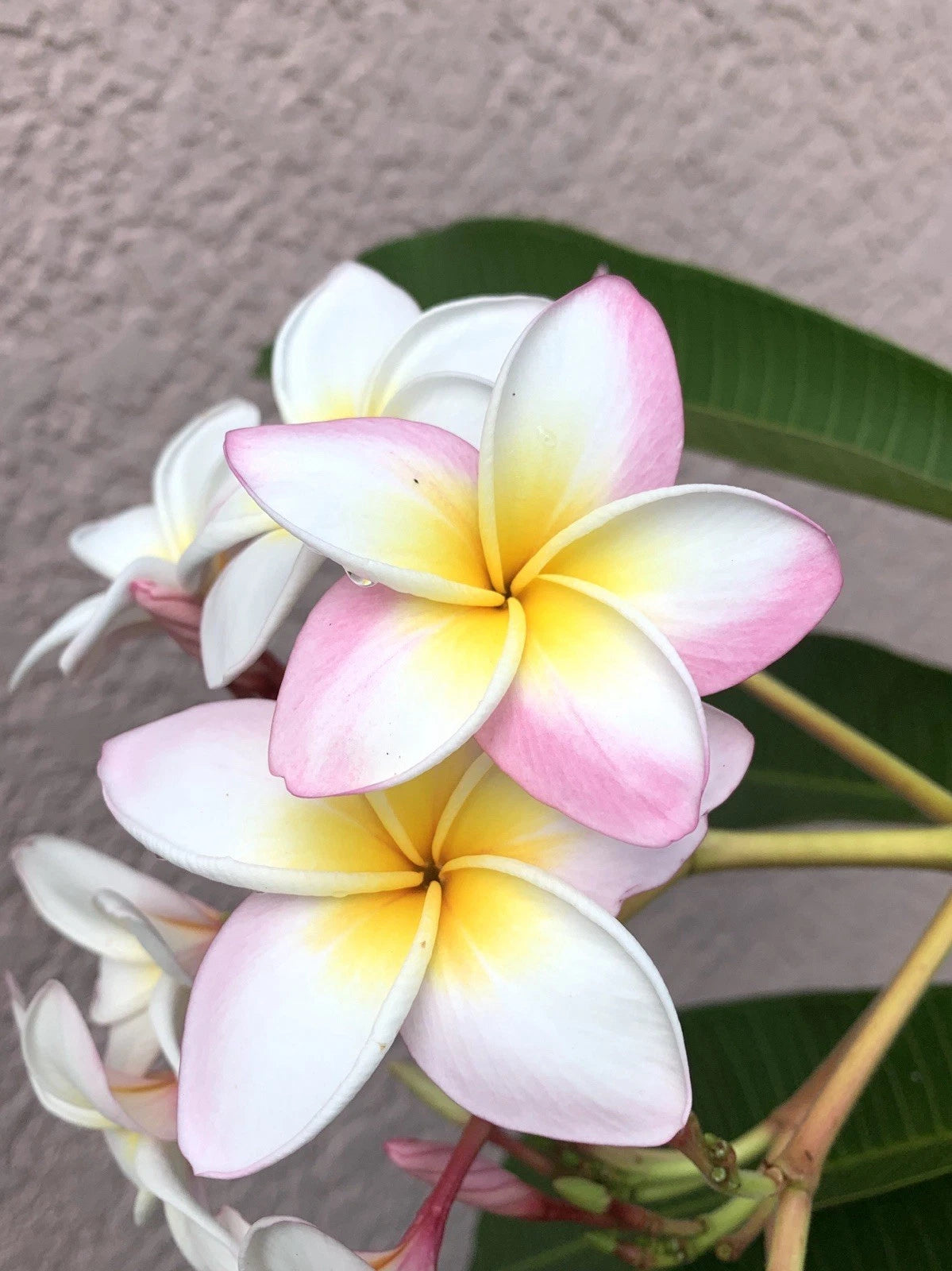 Rooted Plumeria Cutting, White with Pink Flowers, Plumeria spp., 12+ Inches