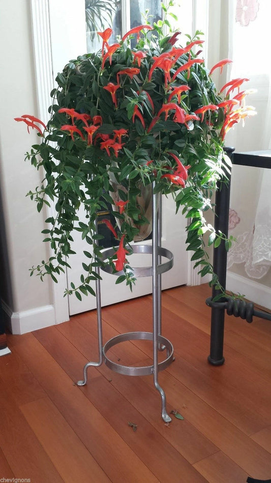 3 Stems Red Fish Flowers Houseplant with Roots, Colorful Goldfish Plant, Aquatic Garden, *Lysimachia nummularia*