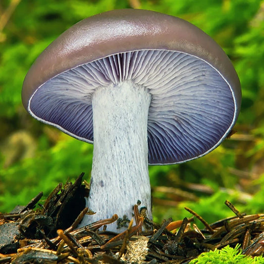 Blewit Mushroom Liquid Culture Syringe 12cc - Lepista nuda - Gourmet Fungi for Easy Home Cultivation