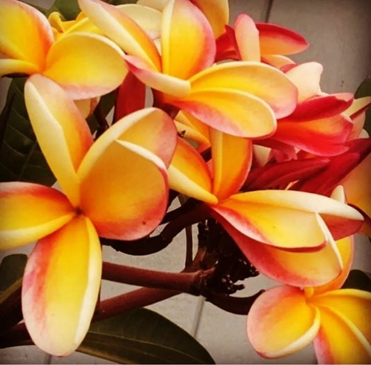 1pc Orange Rainbow Plumeria Cuttings 8-12" Frangipani Unrooted