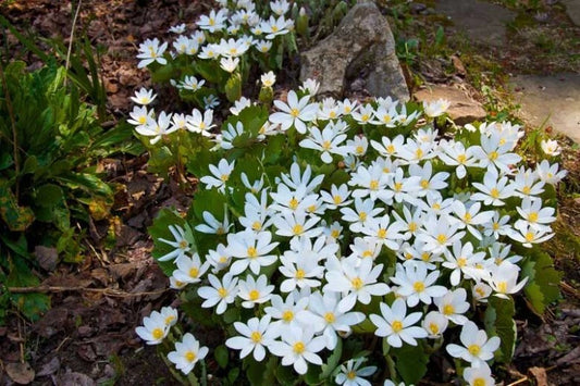 Bloodroot Live Garden Plant - Bare Root Perennial - Sanguinaria Canadensis - Native Spring Wildflower (Qty: 3)
