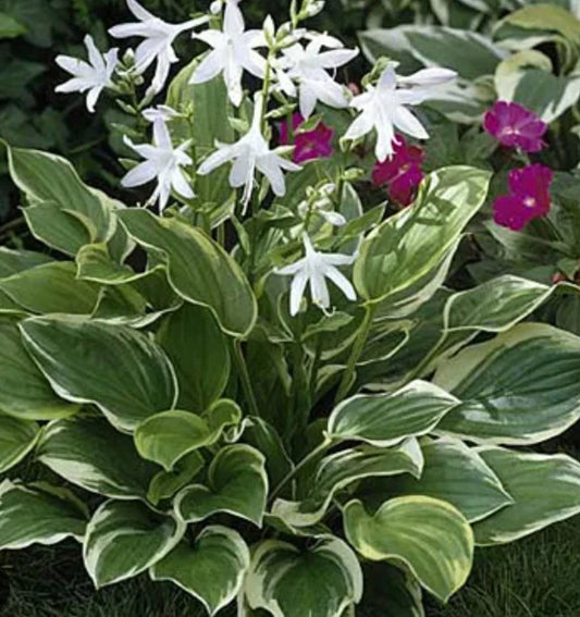 Bare Root Hosta Plants - So Sweet Perennial Shade - Green Foliage - Hosta sieboldiana - 3 Roots for Garden Planting