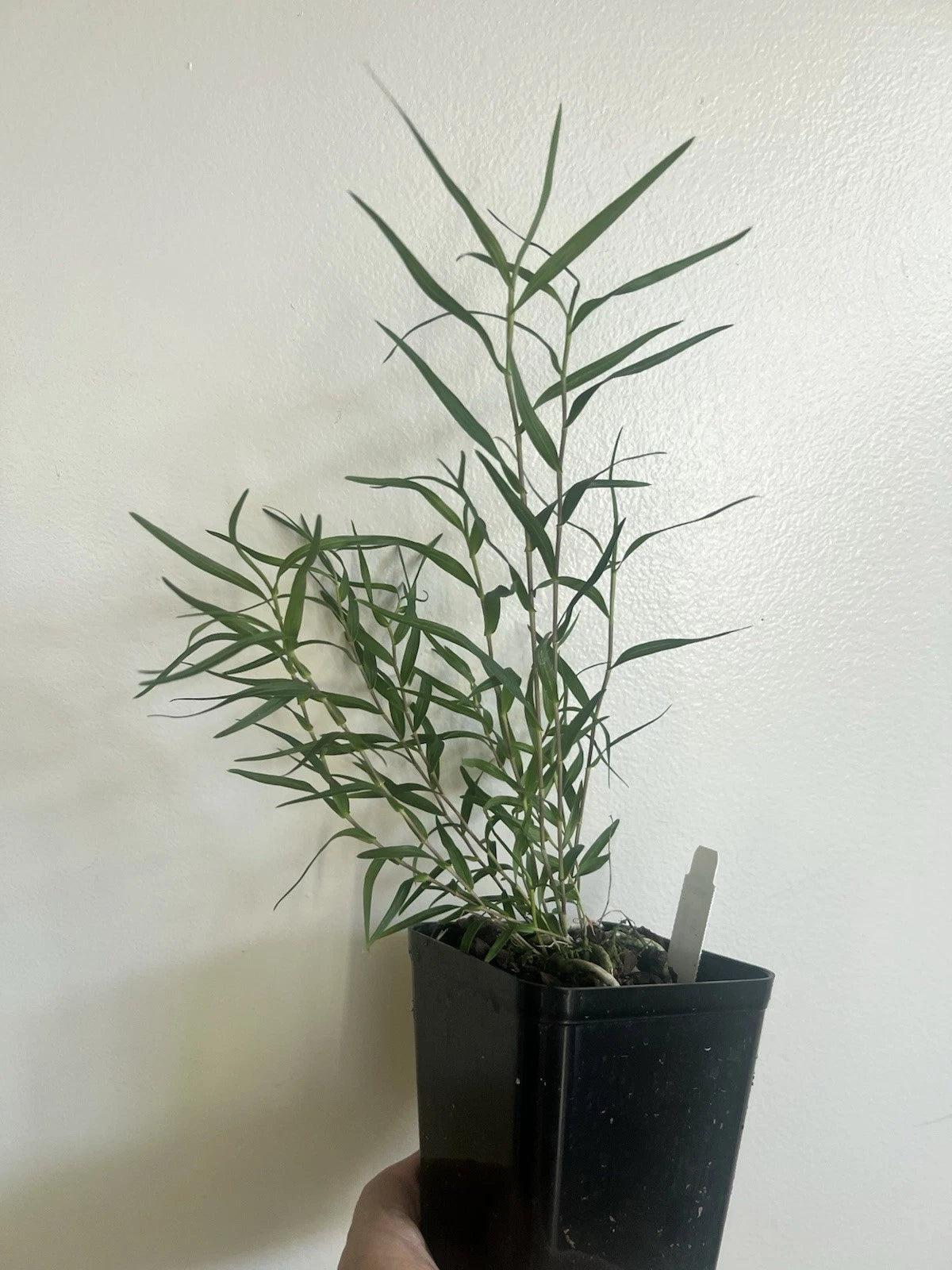 Dendrobium Orchid Plant 4" Pot Rare Dendrobium papillo Slender-Leaved Deciduous Orchid for Home or Garden Display