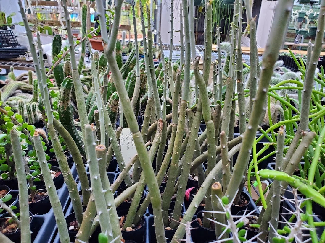 Alluaudia dumosa Rooted Cutting - Madagascar - Rare Succulent Plant - Unique Alluaudia Variety