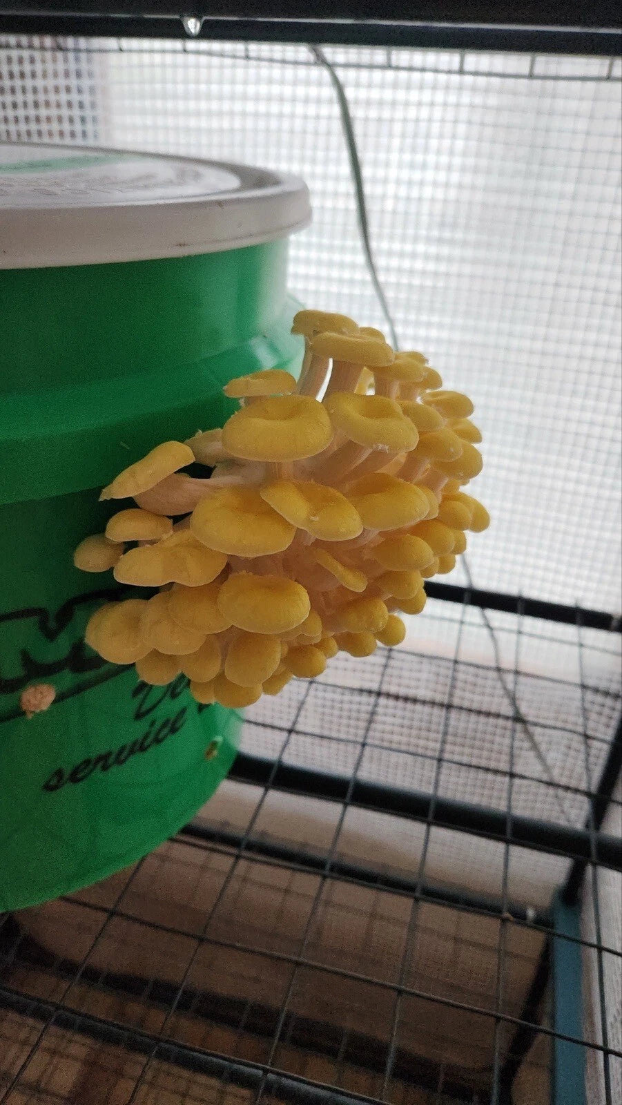 Golden Oyster Mushroom Liquid Culture 10ml - Pleurotus citrinopileatus, Contamination Free, Ready for Grain Spawn