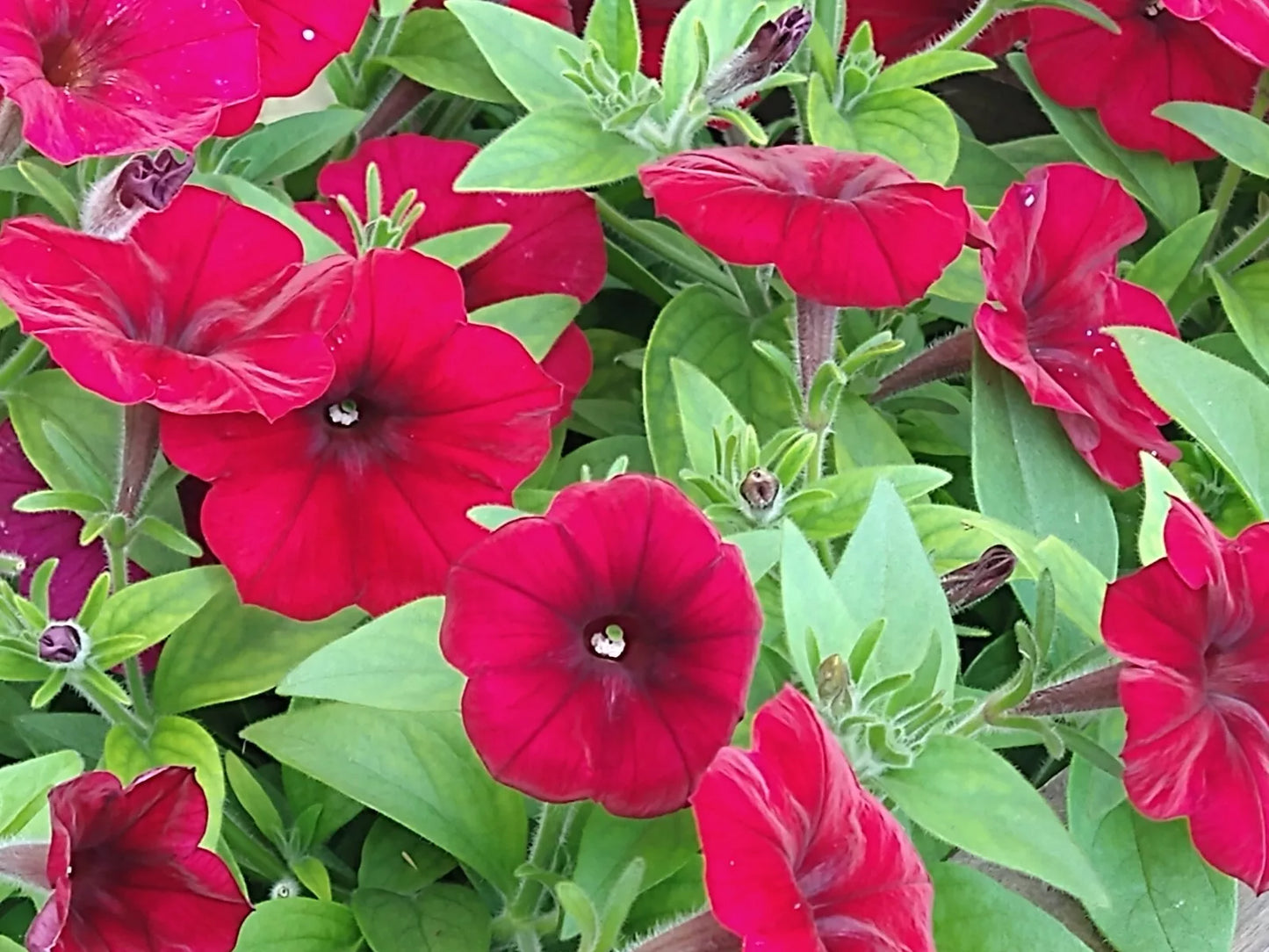 6 "Baby" Plants Petunia Easy Wave 'Red Velour' Live Annual Plants/Plugs