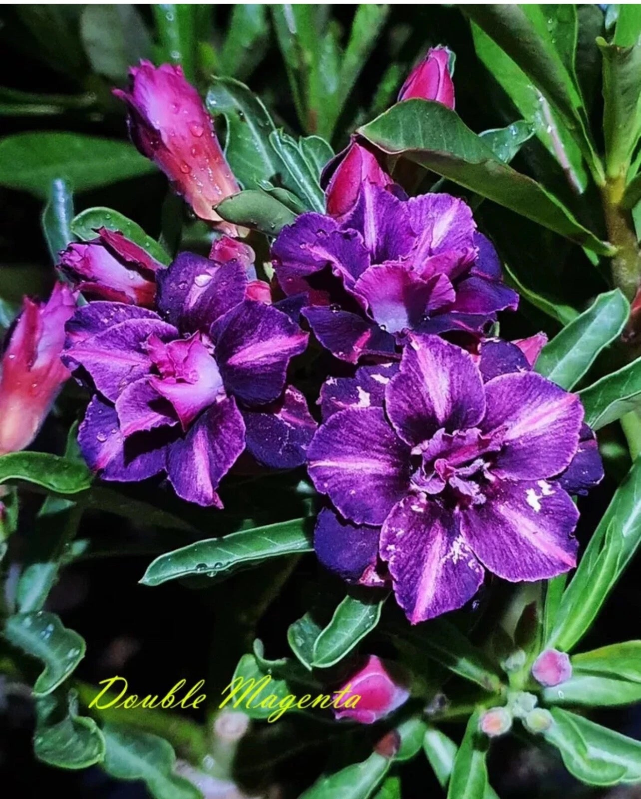 Adenium Obesum Small Rooted Seedling Plant, Double Magenta Desert Rose, 4-6 Inches - Perfect for Indoor & Outdoor Gardens