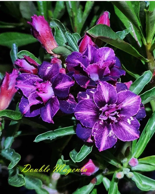 Adenium Obesum Small Rooted Seedling Plant, Double Magenta Desert Rose, 4-6 Inches - Perfect for Indoor & Outdoor Gardens
