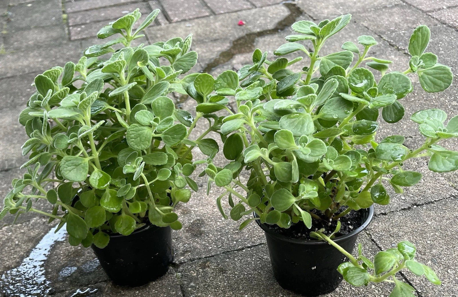 Vicks Plant Starter 4” Pot Plectranthus Tomentosa Aromatic Herb for Indoor Air Quality & Insect Repellent