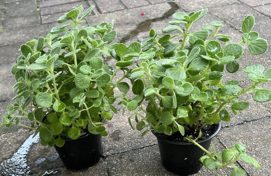 Vicks Plant Starter 4” Pot Plectranthus Tomentosa Aromatic Herb for Indoor Air Quality & Insect Repellent