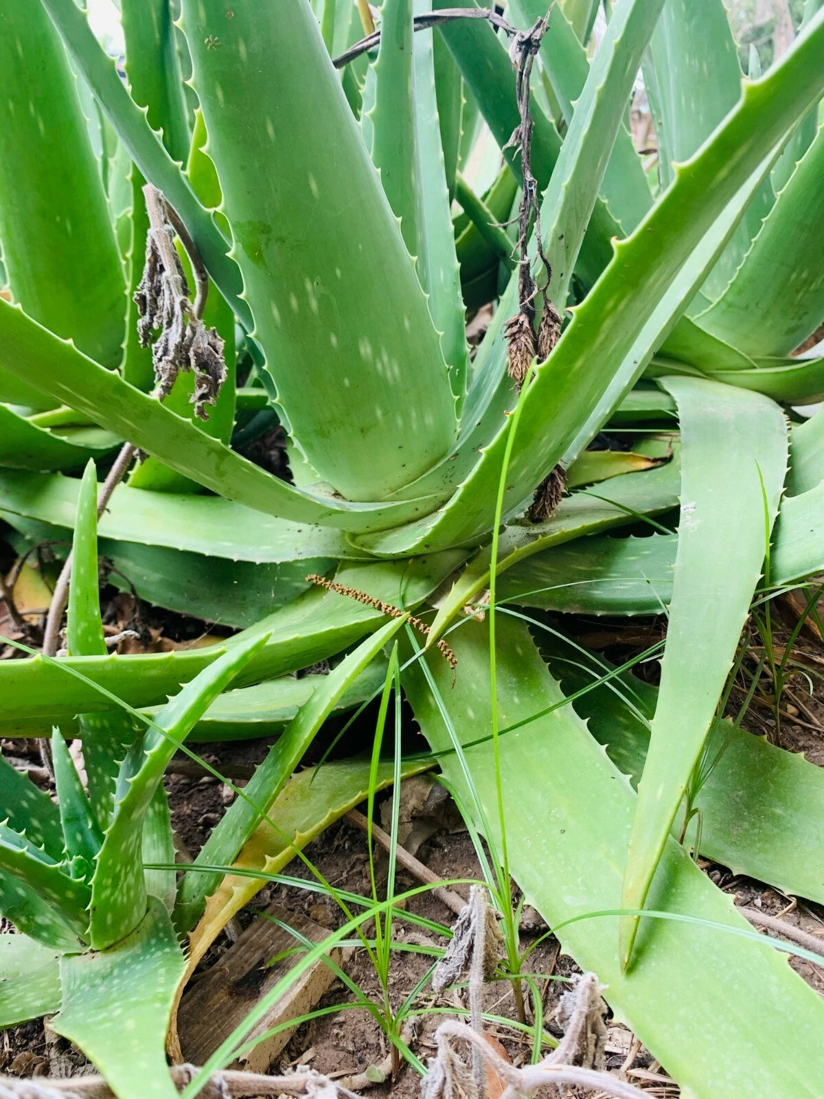 Organic Aloe Vera Plant 14-18" Cactus Succulent - Medicinal Aloe Barbadensis Mill. - Skin Healing Gel Benefits