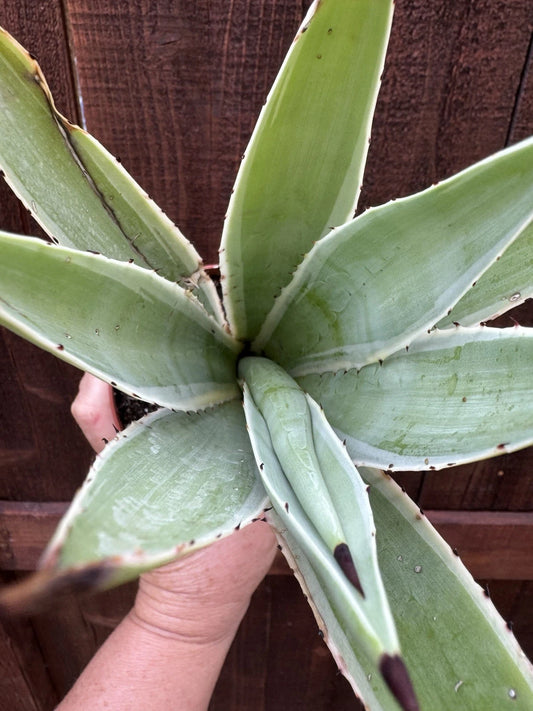 Agave Vivipara Live Rooted Plant | Exotic Succulent with Symmetrical Rosette | Drought-Tolerant | Agave vivipara