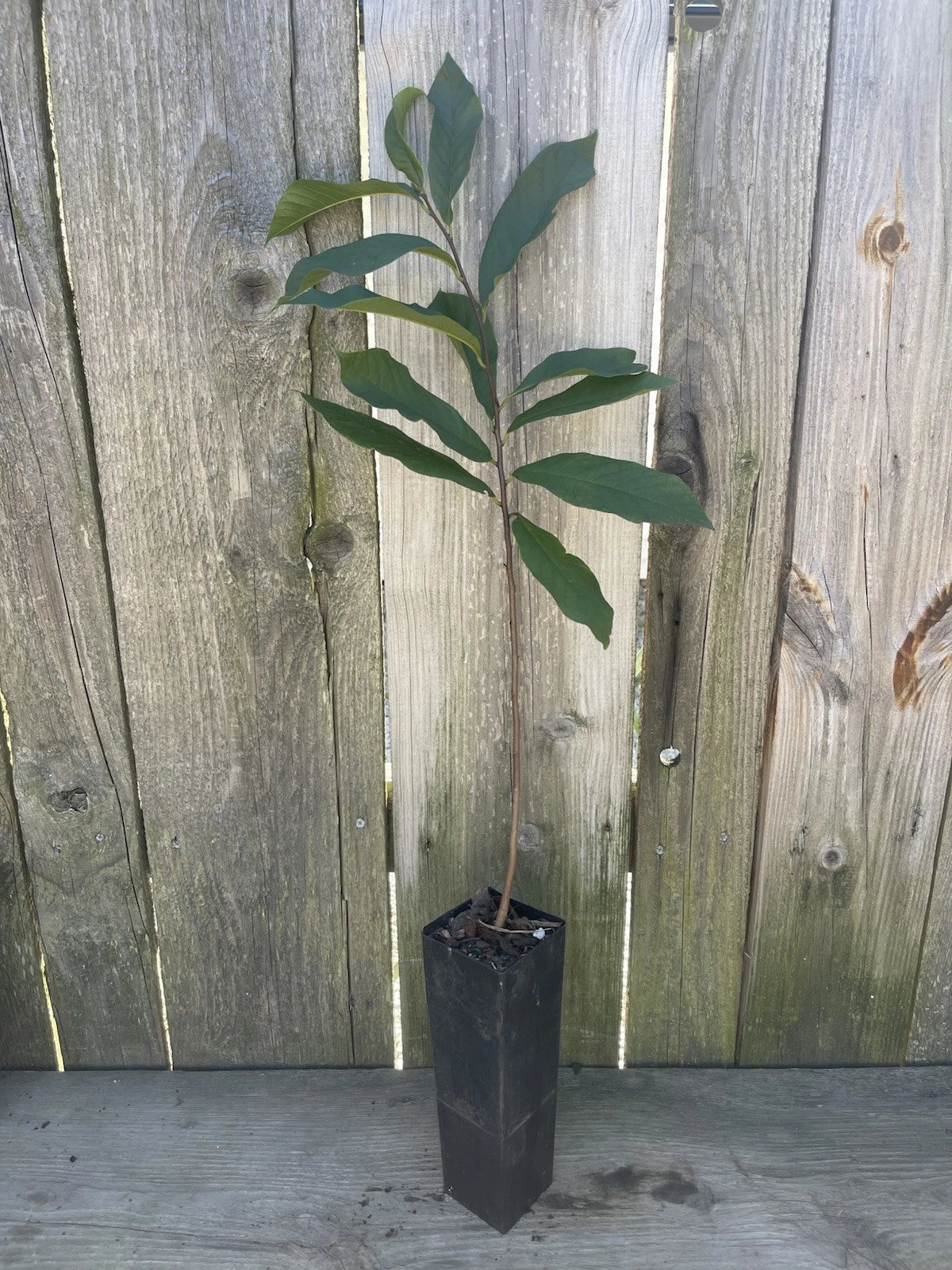 Potted Pawpaw Tree 4 Years Old NC-1, Overleese, Mango, Sunflower Varieties Asimina triloba - Ready to Plant 16”-24”
