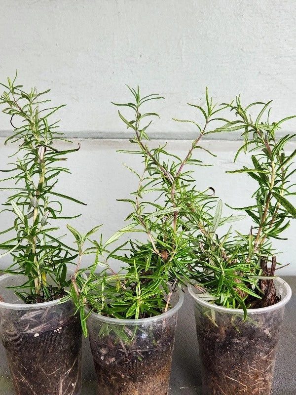Organic Rosemary Rooted Plants - 3 Sets with Strong Roots - Rosmarinus officinalis - No International Shipping