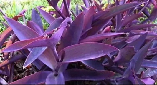 12 pcs Live Purple Heart Cuttings - Tradescantia pallida - Indoor/Outdoor Flowering Plants for Colorful Gardens