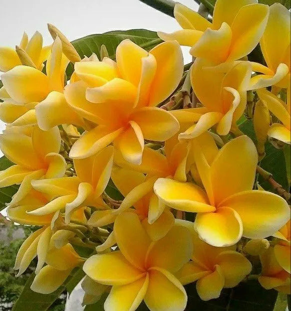 2 Bali Yellow Plumeria Branch Unrooted Cuttings 9 to 12 inches tall