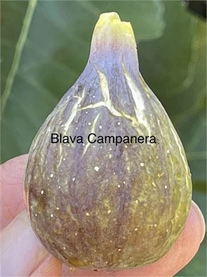 Blava Campanera Cutting, 8+ Inches Long, 3 Nodes - Ideal for Propagation, Campanula spp.