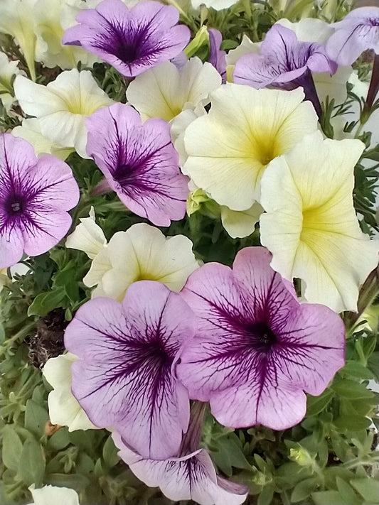 10 "Baby" Plants 'Prom Night' Petunia Easy Wave Combo Live Annual Plants/Plugs