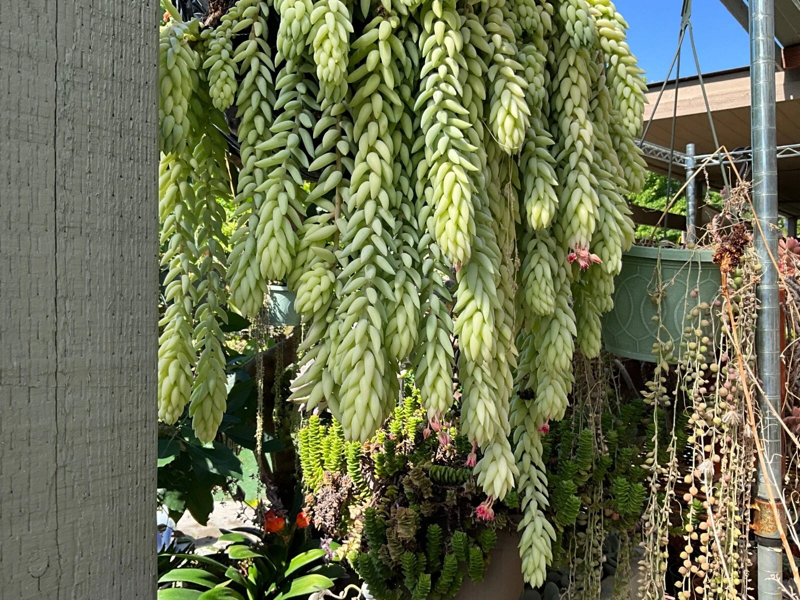 Lot of 5 Burro's Tail Succulent Cuttings, 4" Long, Green/Blue Varieties (Sedum morganianum) - Perfect for Plant Lovers