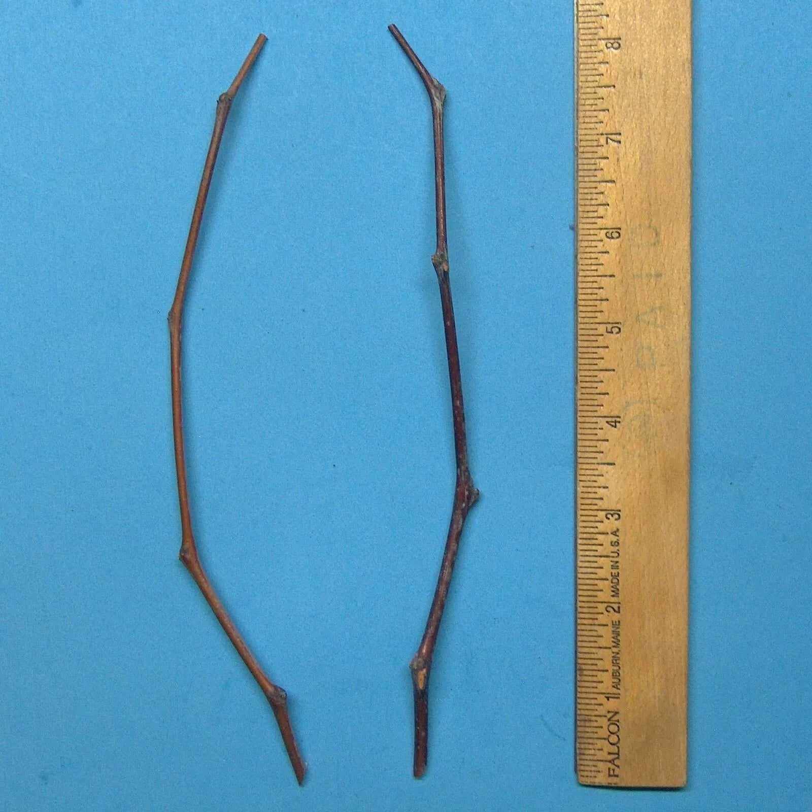 Maya Jujube Tree Cuttings 8" Thin Graft Scion Wood - Ziziphus jujuba - Lot of 2 for Grafting, No Roots, Fresh Cuttings