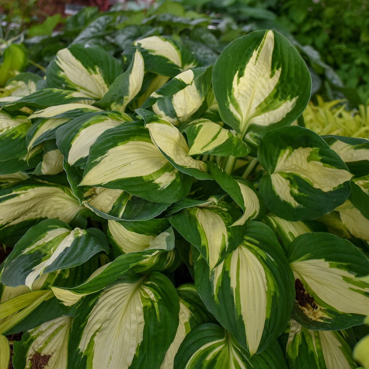 Hosta Plant 5.25" Pot Hosta 'Vulcan' Perennial Shade Hardy Plant - Ideal for Gardens and Landscaping