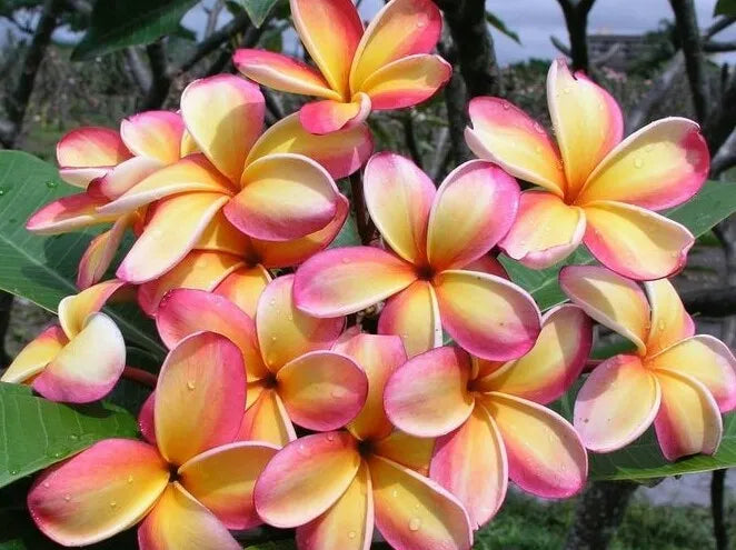 One Rainbow Plumeria Unrooted Cutting 9 to 14 inches tall