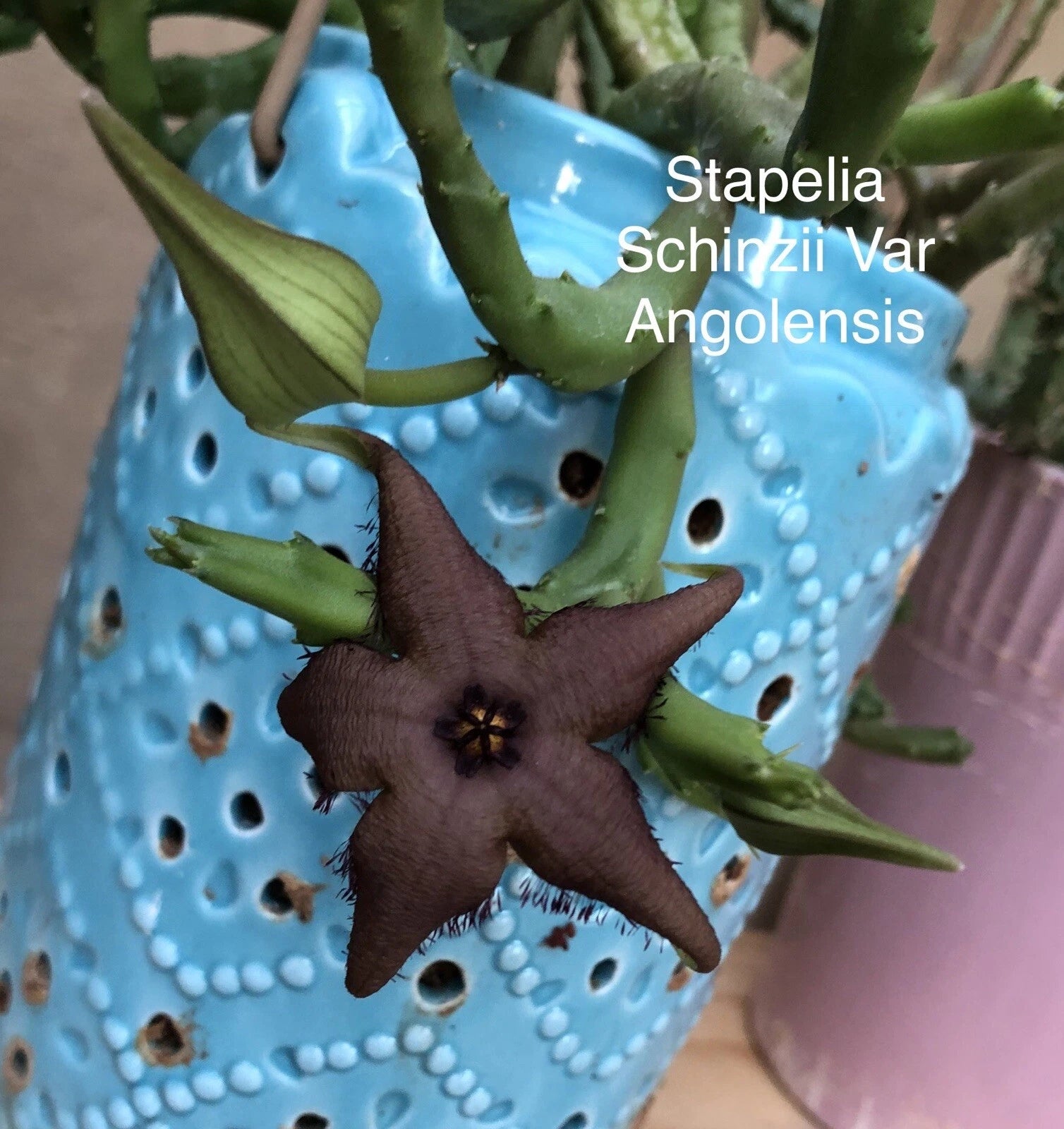 Rooted Stapelia Plant - Orbea Huernia Succulent Cactus - Stapelia schinzii - Perfect for Indoor Gardening
