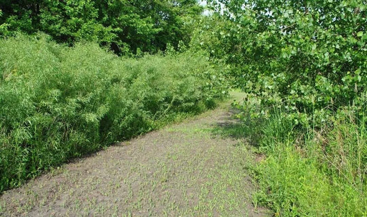 Austree Hybrid Willow Tree Cuttings - 100 Fast Growing Privacy Hedge Starts - Salix x. matsudana
