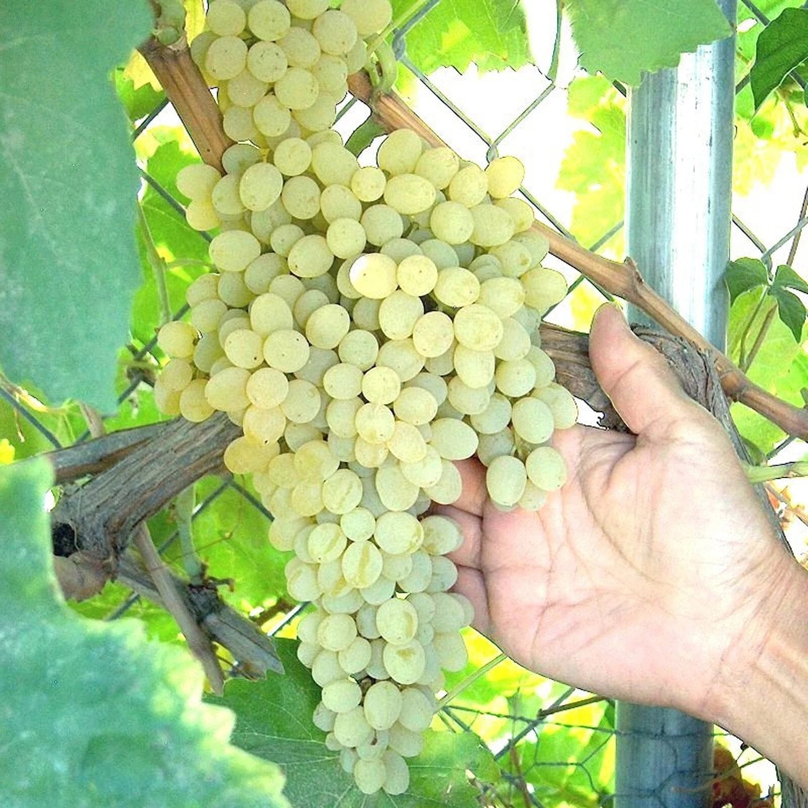 Thompson Grape Vine Cuttings - Lot of 4 Green Seedless Table Grapes - Vitis vinifera - Easy to Grow for Home Garden