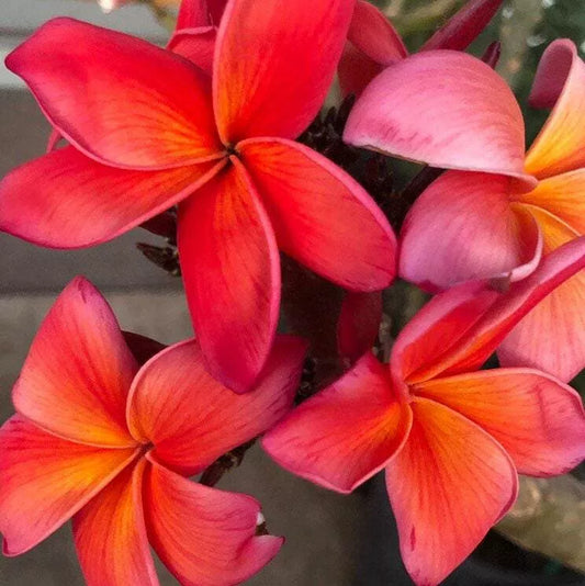 1pc "JEANNIE MORAGNE" fresh PLUMERIA PLANT UNROOTED CUTTING 8-12" frangipani