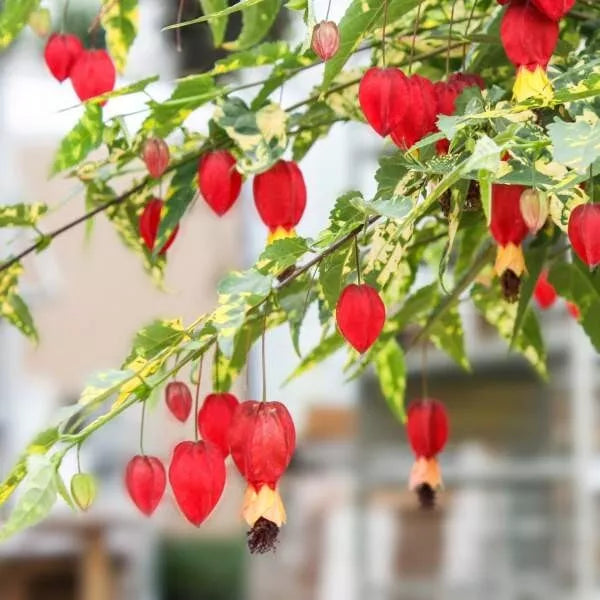Chinese Lantern Live Plant Plug - Abutilon, Colorful Flowering Maple, Trailing Plant for Hanging Baskets, Attracts Hummingbirds