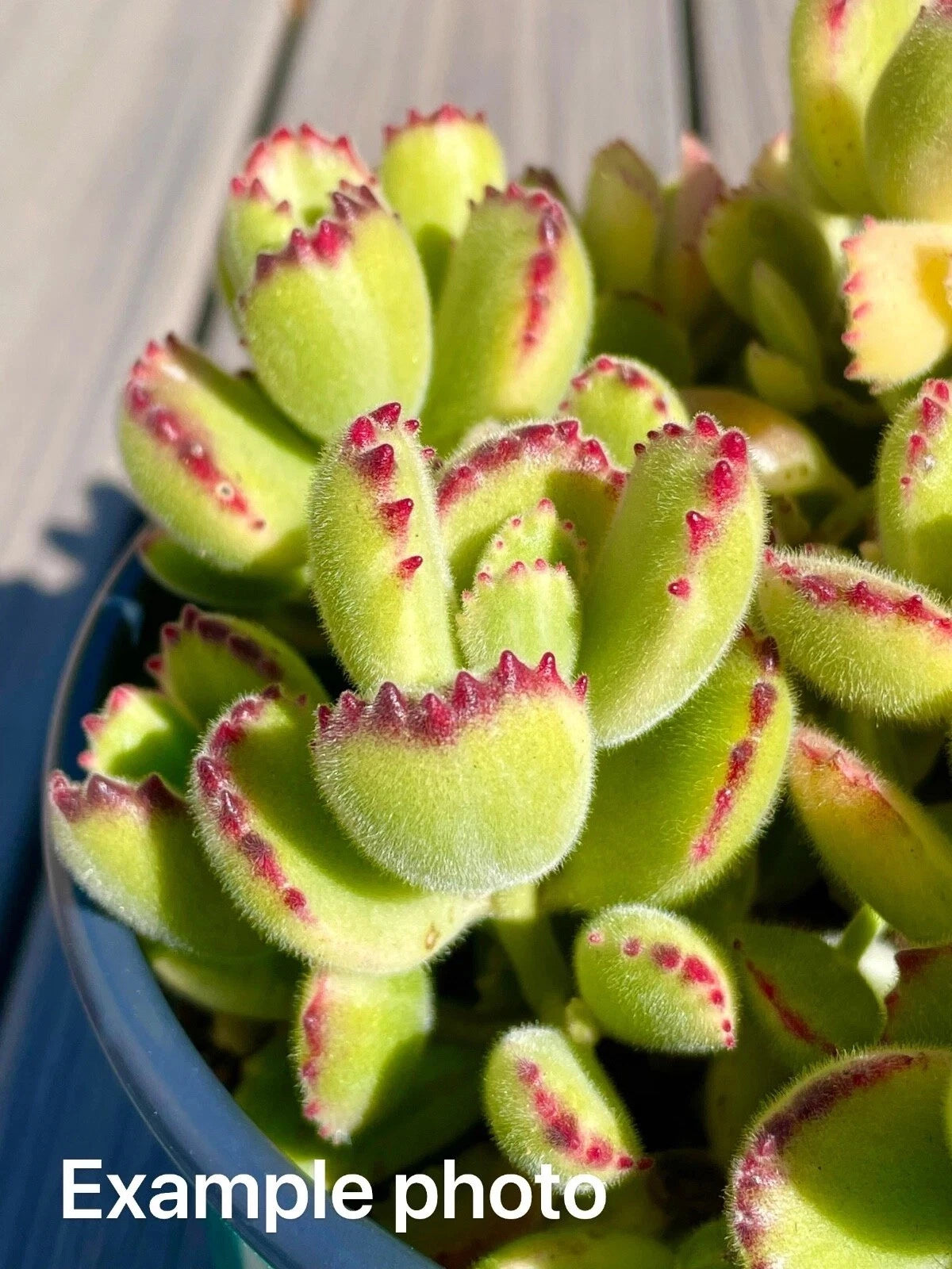2” Unrooted Cotyledon Tomentosa Variegated Bear Paw Succulent Cutting - Live Plant, Green and Cream Foliage, Bare Root