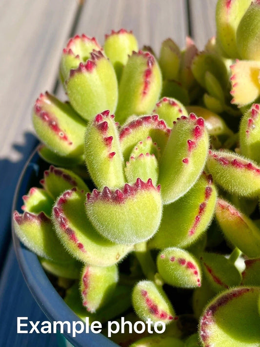 2” Unrooted Cotyledon Tomentosa Variegated Bear Paw Succulent Cutting - Live Plant, Green and Cream Foliage, Bare Root