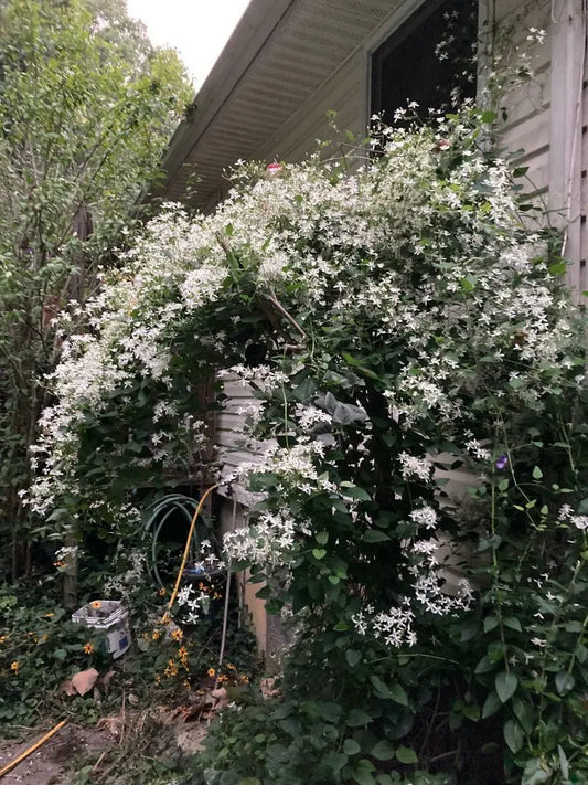 100 Seeds White Star Carolina Jasmine Vine Sweet Smelling Vine