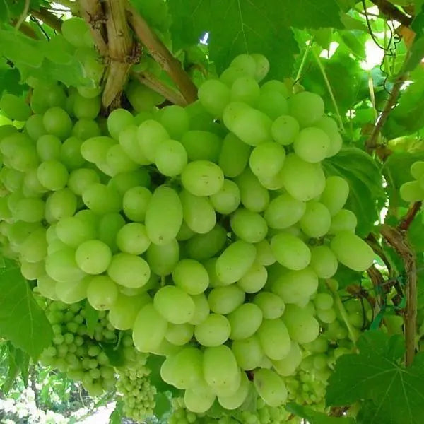 1 THOMPSON Live Seedless Grape Vine Plant 1-2 yr Old