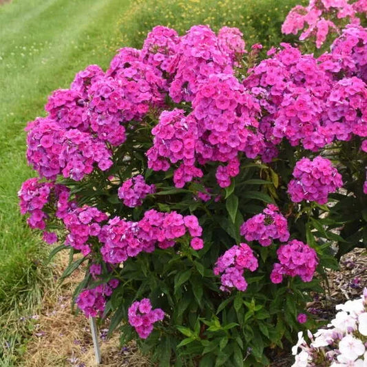 (1) PHLOX ‘MATERIAL GIRL’ - TALL GARDEN PHLOX