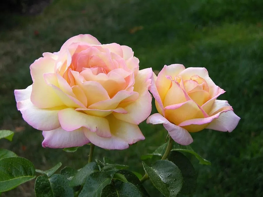 3 Peace Rose Unrooted Cuttings